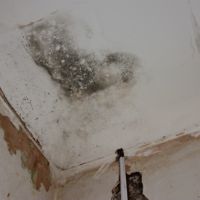 Damp dry rot above ceiling