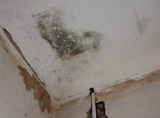Dry rot/damp above ceiling